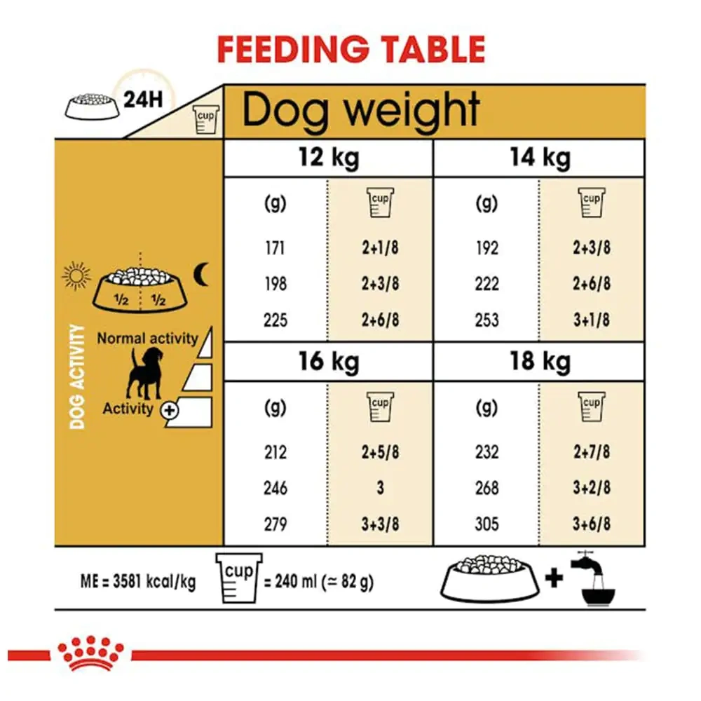 Beagle Adult - Image 2
