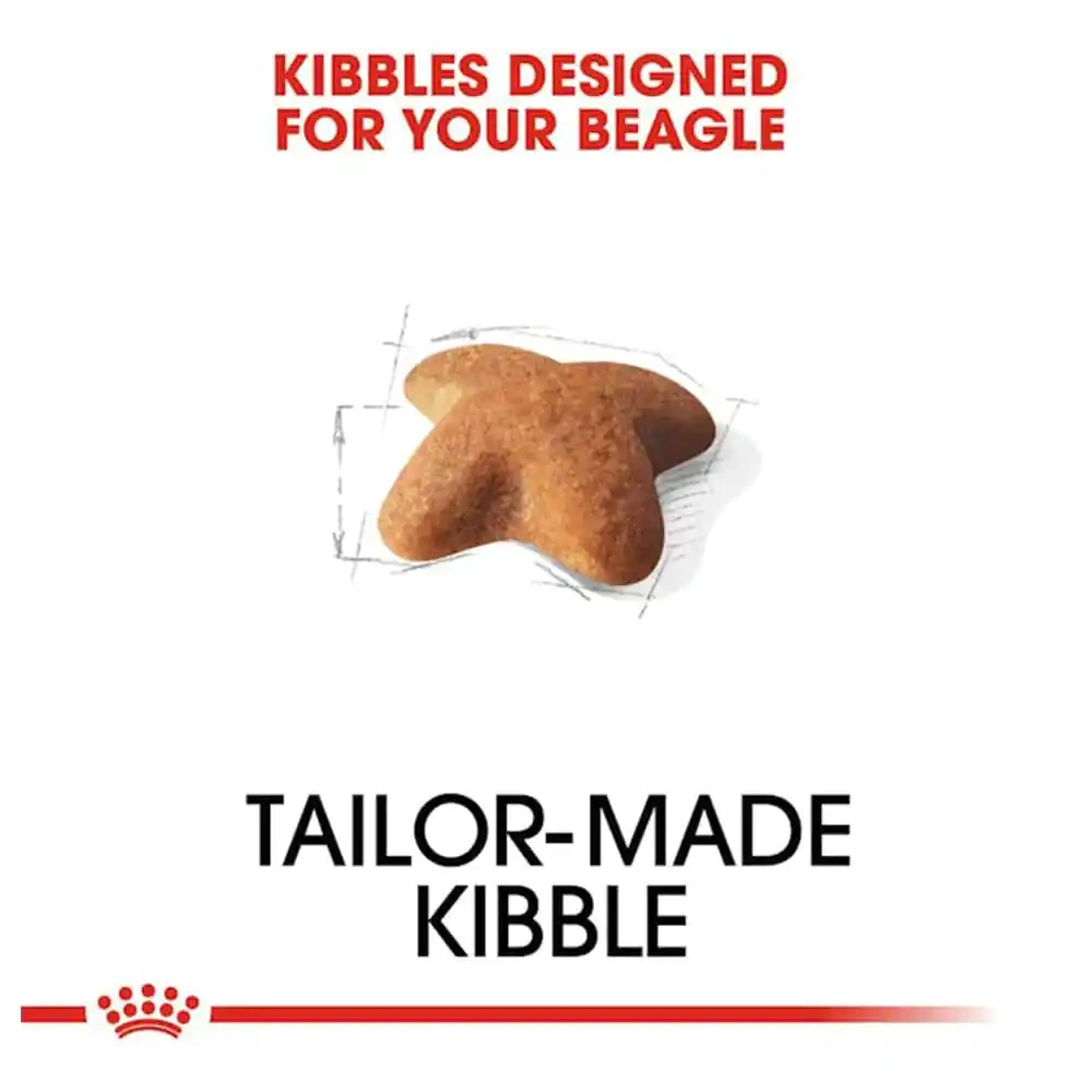 Beagle Adult - Image 4