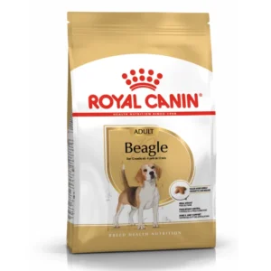 Beagle Adult