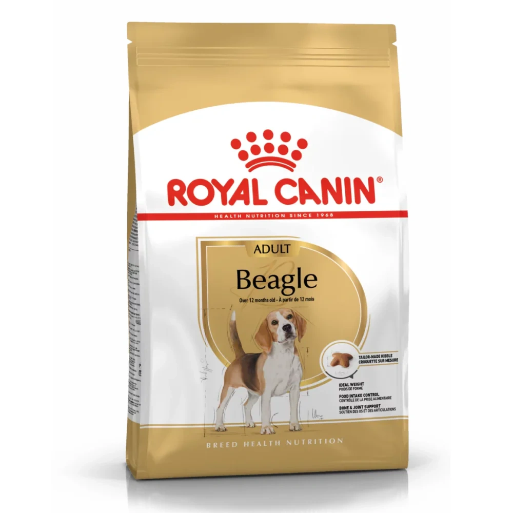 Beagle Adult