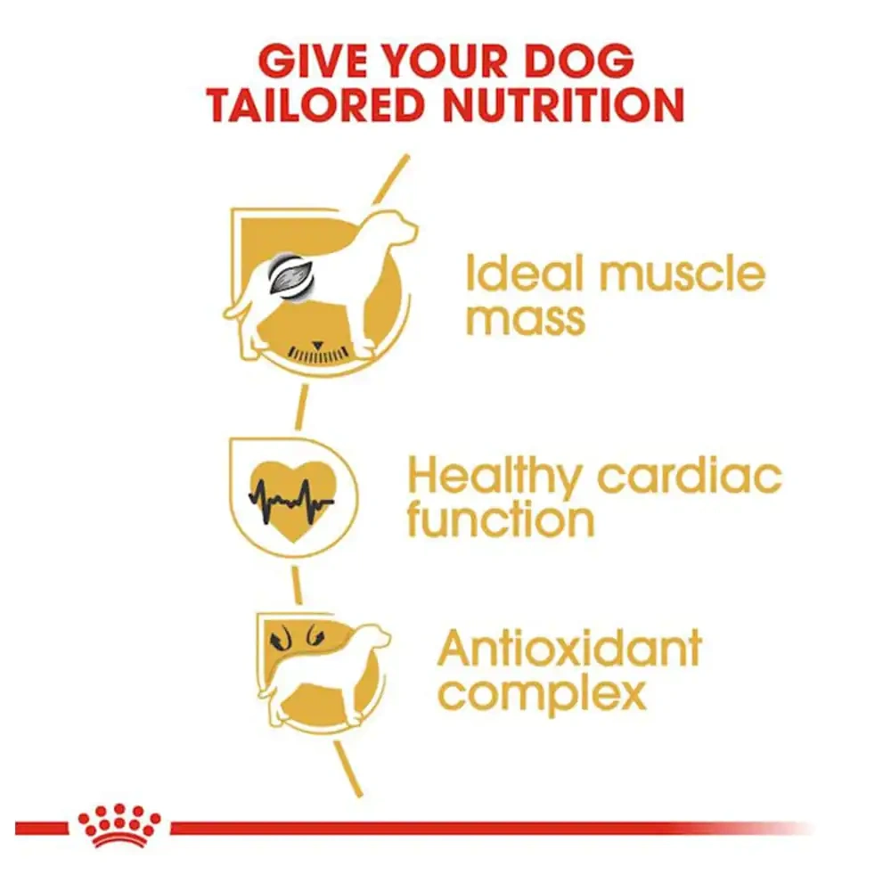 Boxer Adult - Image 2