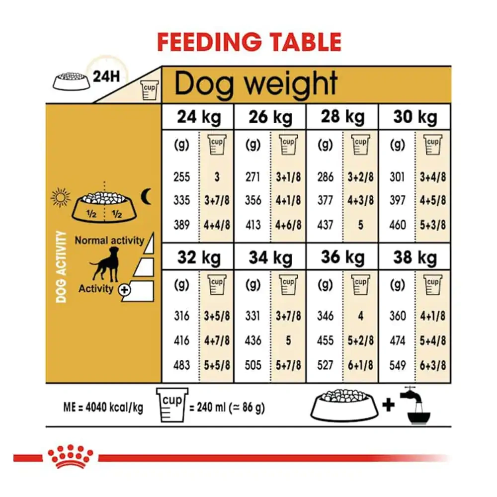 Boxer Adult - Image 3