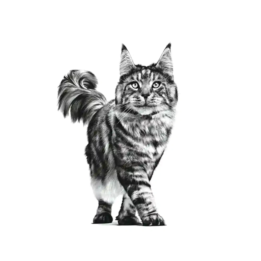 Gastro Intestinal Cat Pouch (Wet) - Image 3