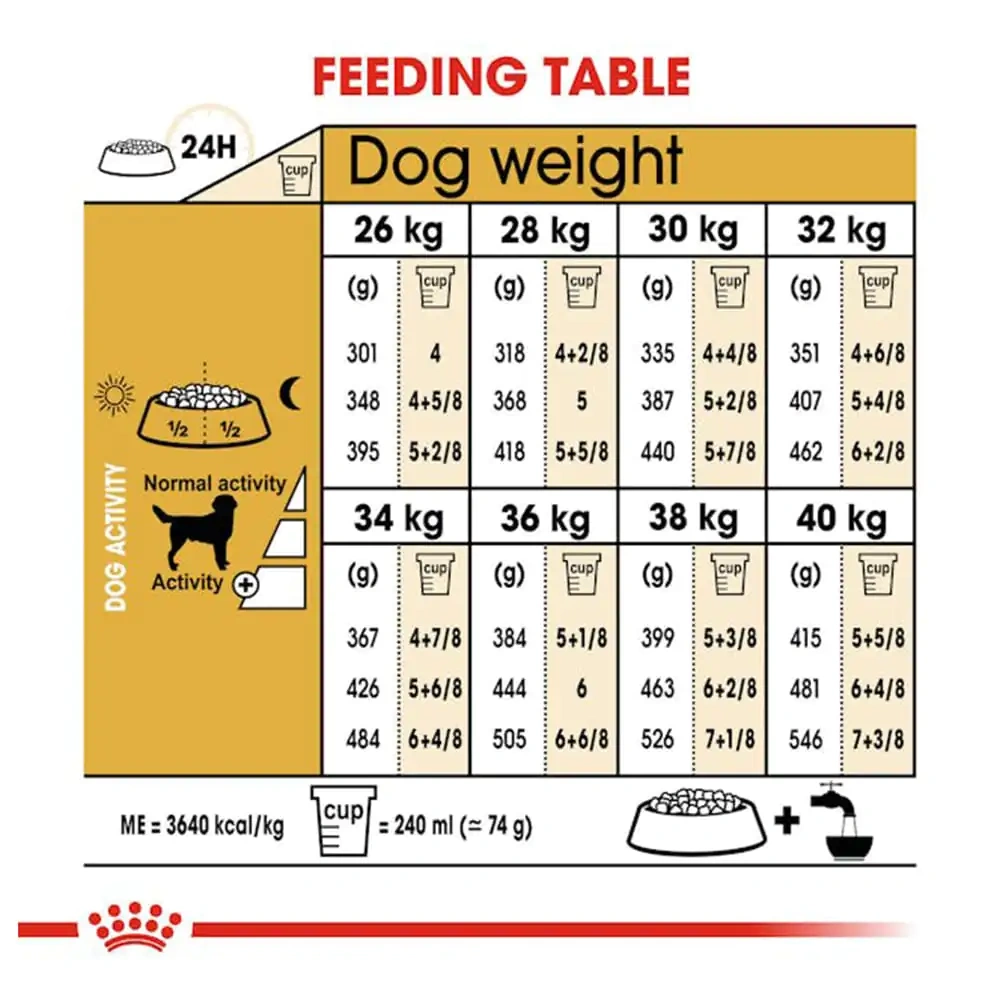 Labrador Retriever Adult - Image 3
