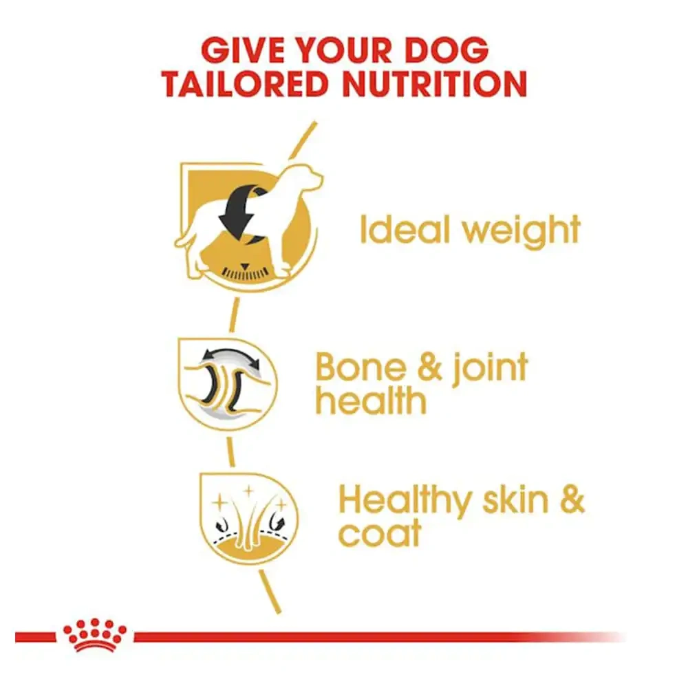 Labrador Retriever Adult - Image 2