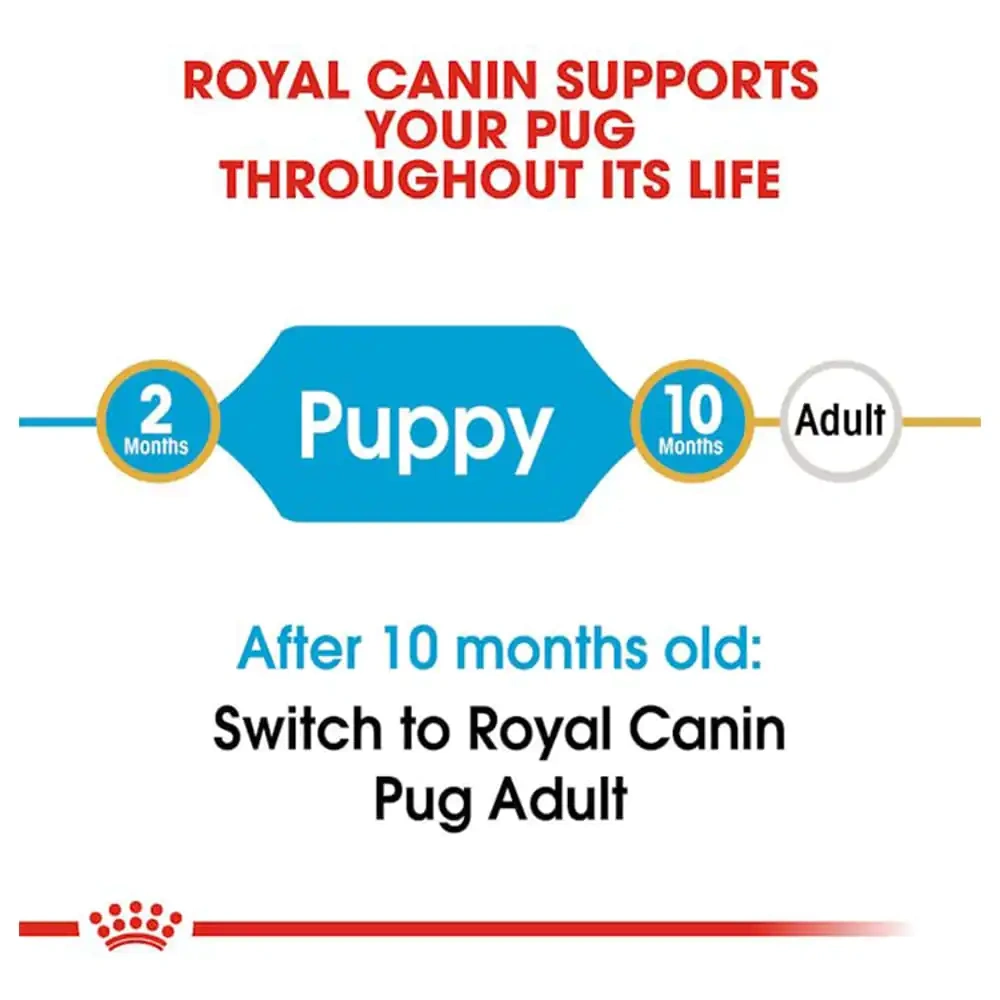 Pug Puppy - Image 3