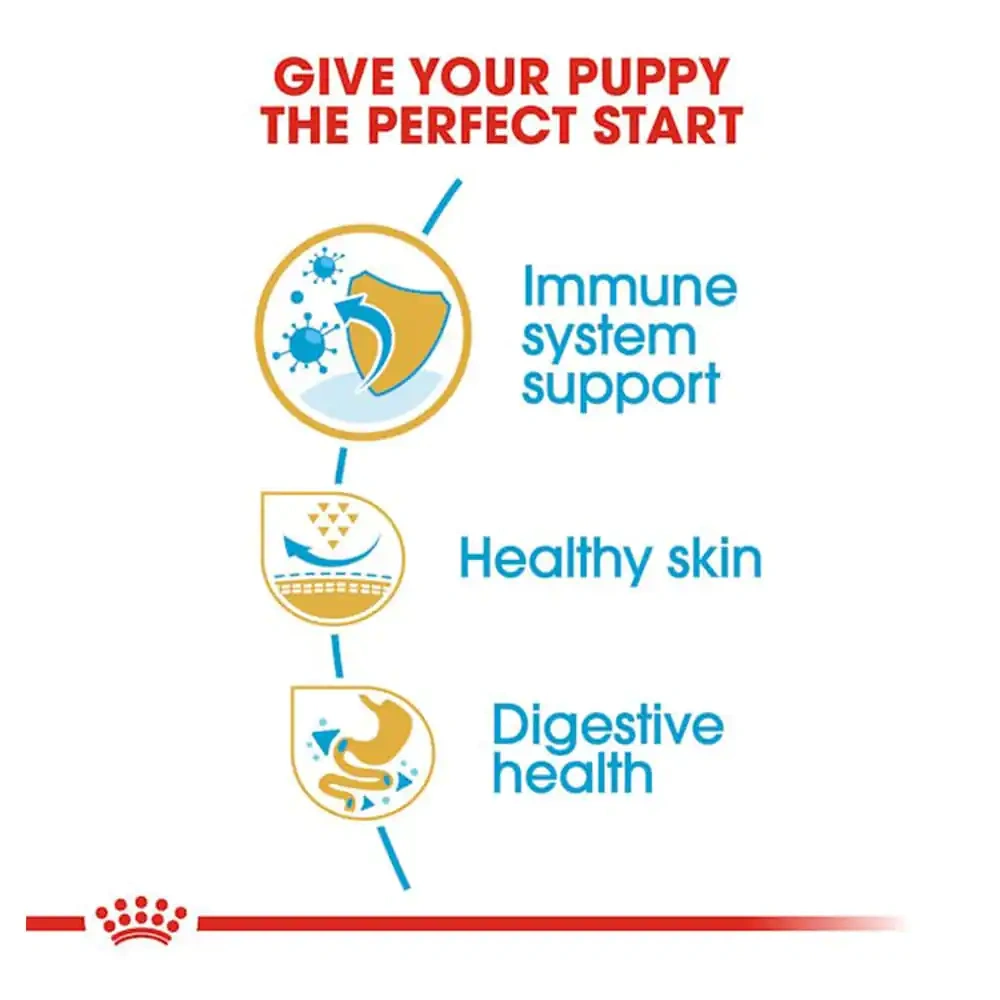 Pug Puppy - Image 2