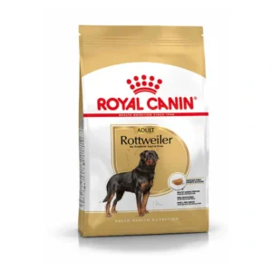 Rottweiler Adult