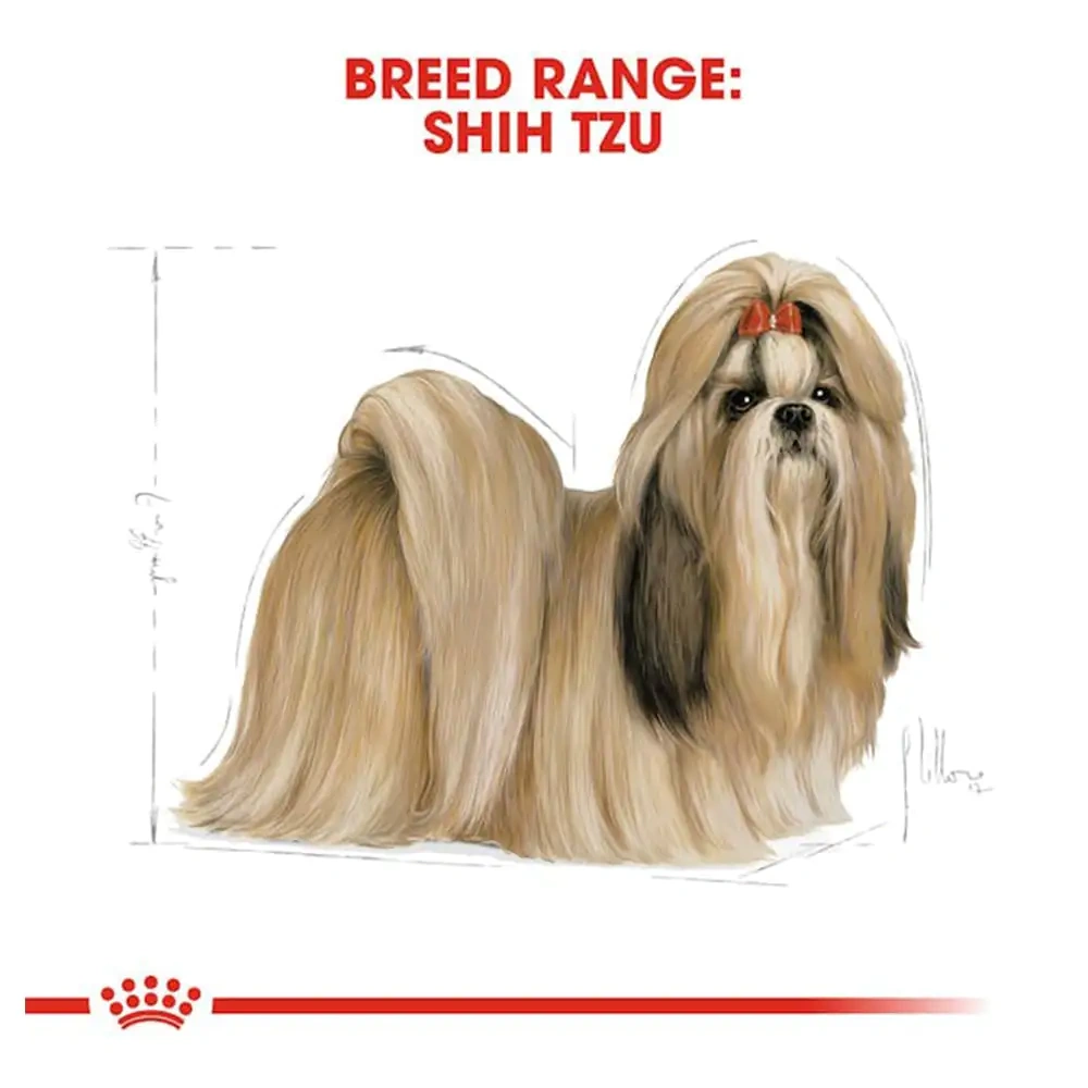 Shih Tzu Adult - Image 4