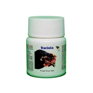 Aseel Rooster Fowl Pox Treatment Medicine