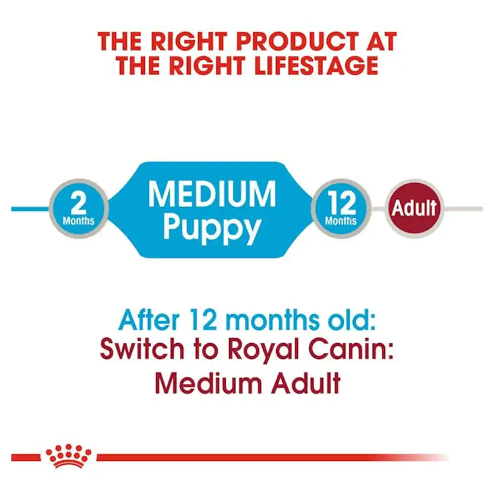Medium Puppy (Gravy) - Image 4