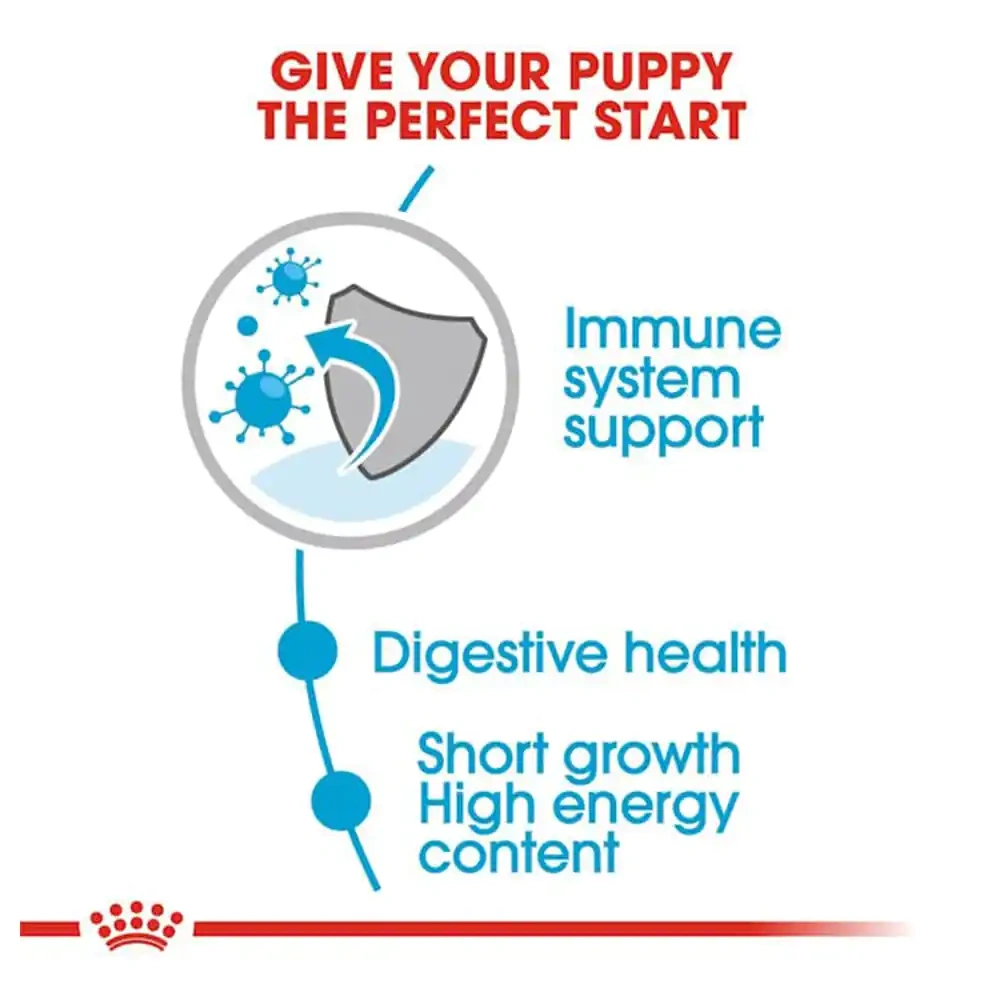 Medium Puppy (Gravy) - Image 2