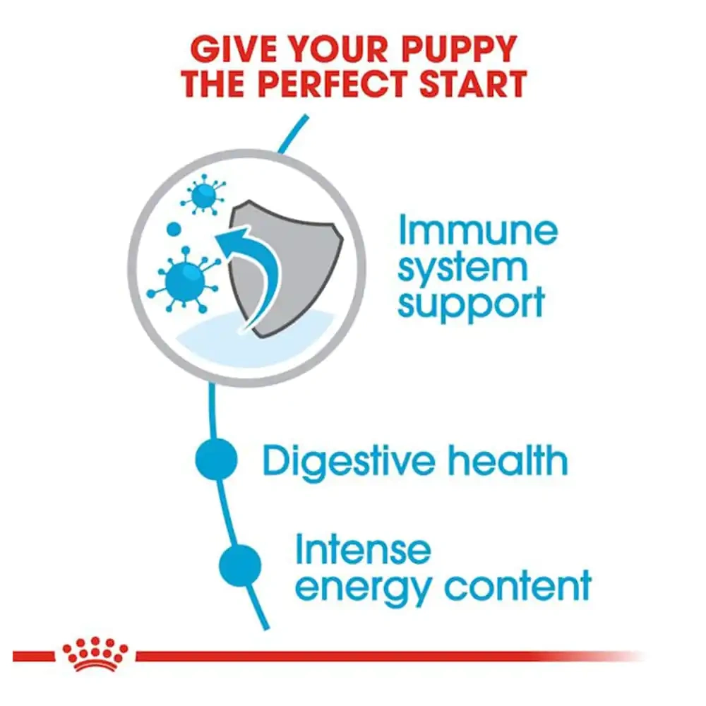 Mini Puppy - Image 3