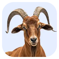 Goat