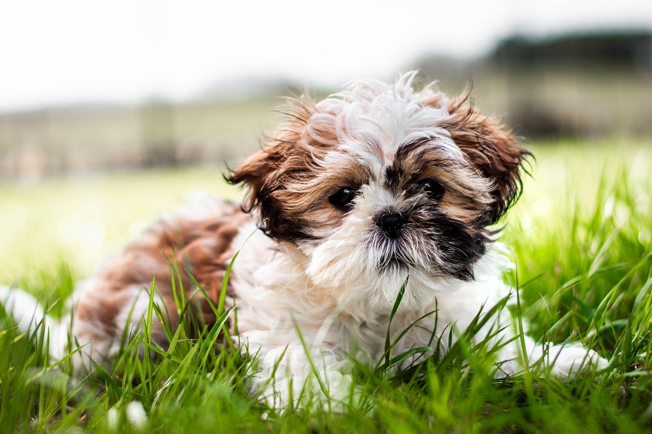 Doel Pet care center